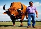 A man standing next to an orange bull.