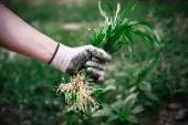 A person holding a plant in their hand.